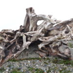Carkeek Beach driftwood