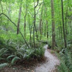 Carkeek Park forested trail