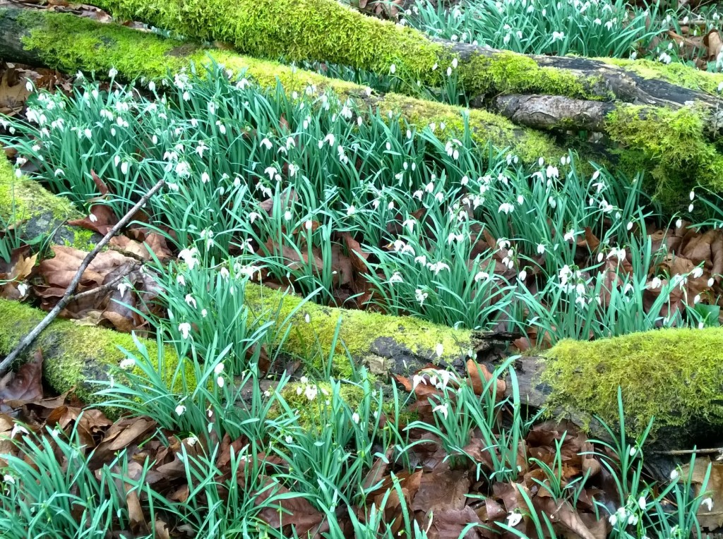 Minnie Piper, the matron of the Piper clan, planted thousands of snowdrops just west of the orchard and they are in bloom in the spring. The hill is blanketed with them.