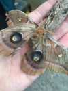 Week1_Max found this moth (Antheraea polyphemus) under a tree near the POD